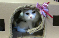 Домик для кота своими руками из картонной коробки